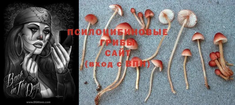 Галлюциногенные грибы Magic Shrooms  Бирюсинск 